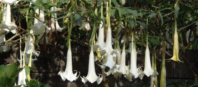 La reina de la noche - Brugmansia candida -