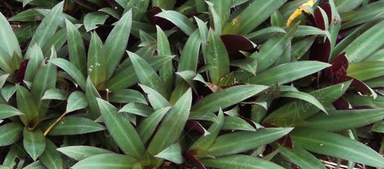 Reo o moisés - Tradescantia spathacea -