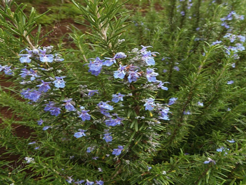 Romero - Salvia rosmarinus- medicinal y aromática