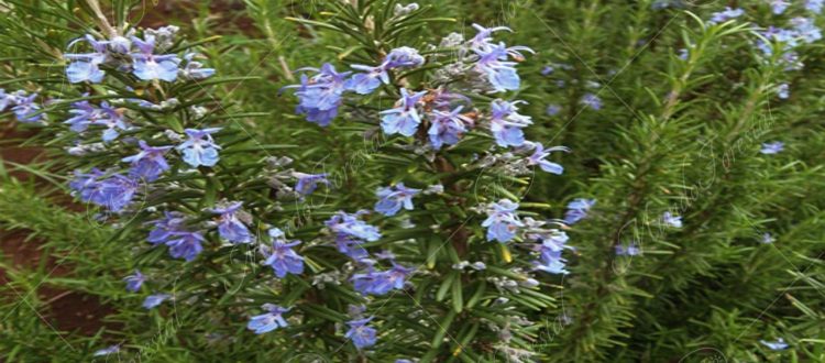 Romero - Salvia rosmarinus- medicinal y aromática