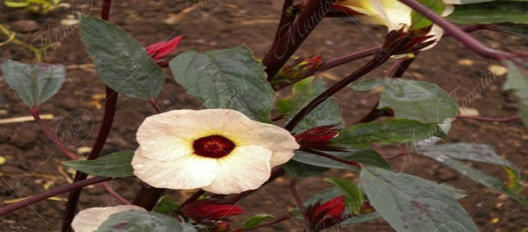 La rosa de jamaica-Hibiscus sabdariffa