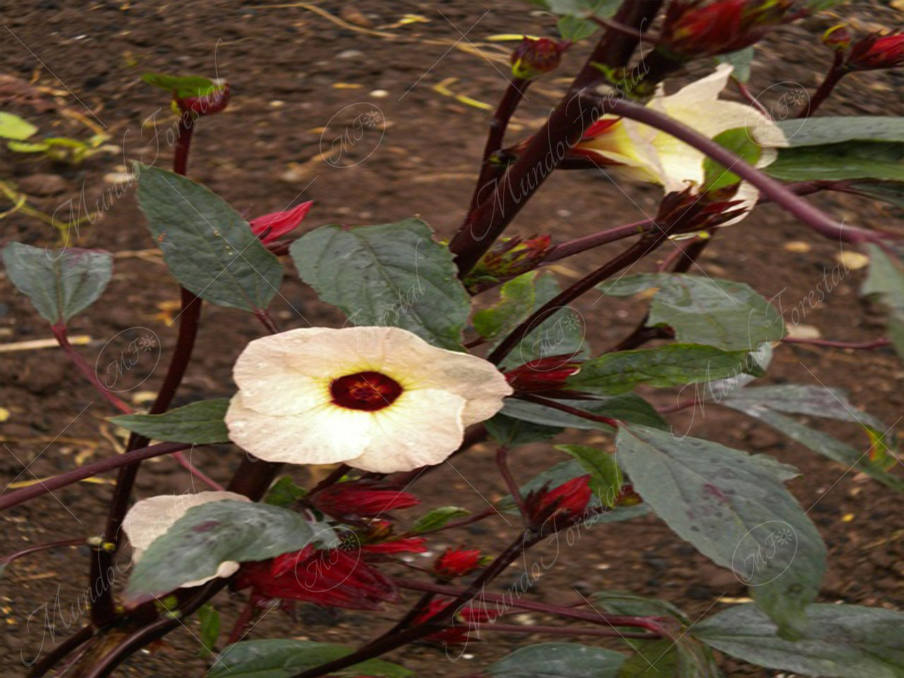 La rosa de jamaica - Hibiscus sabdariffa - MundoForestal