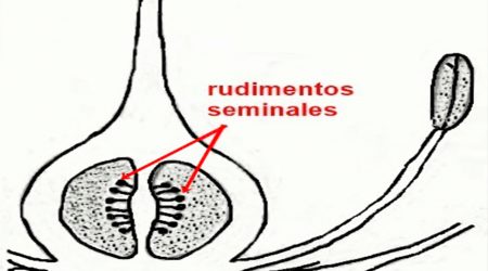 rudimentos-seminales rudimentos-seminales