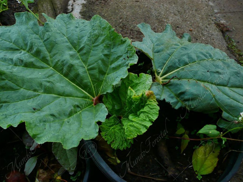 ruibarbo-Rheum rhabarbarum
