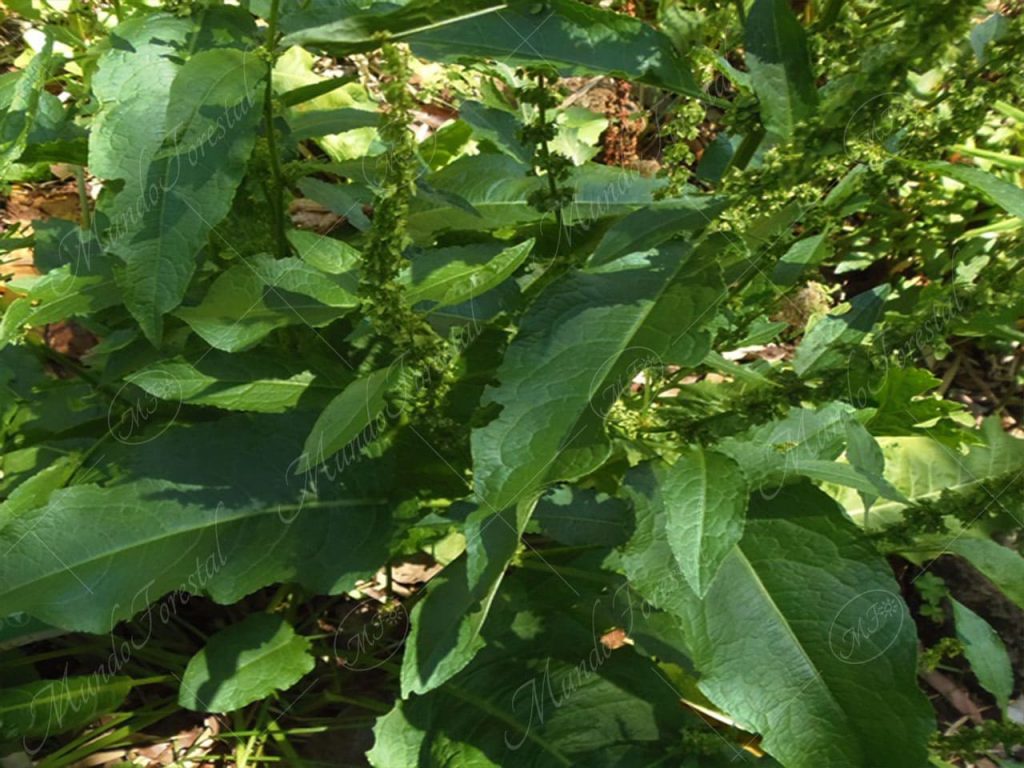 ruibardillo-Rumex crispus