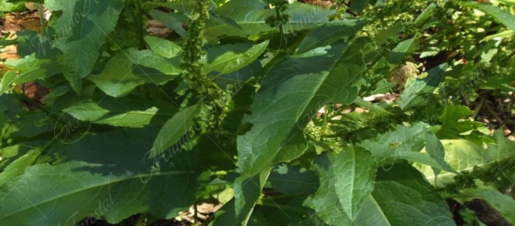 ruibardillo-Rumex crispus