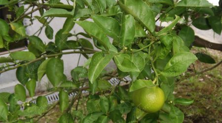 rutacea rutacea