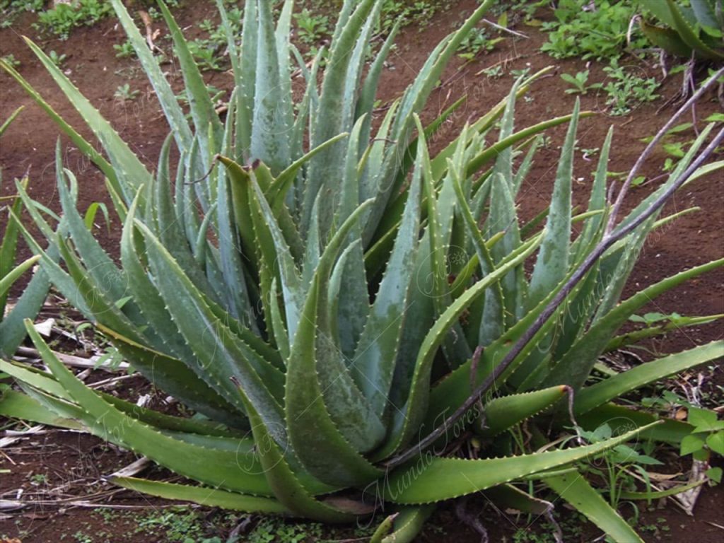 La sábila - Aloe vera -
