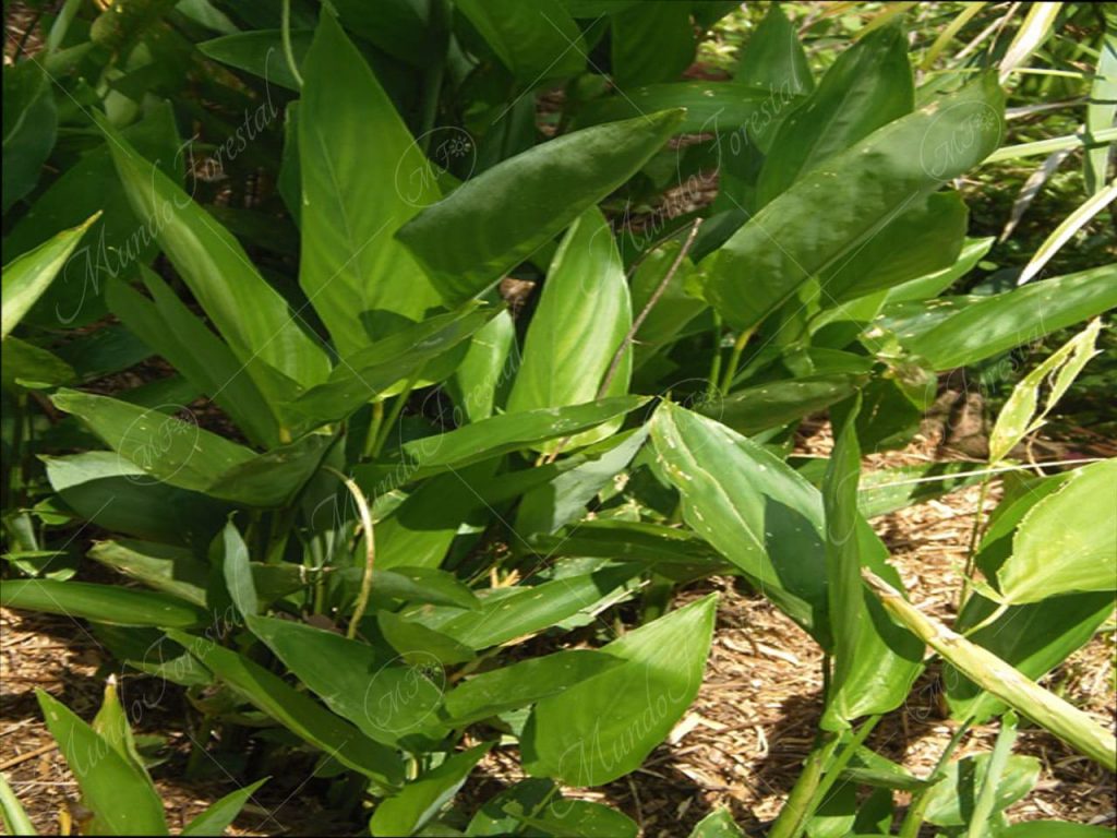 El sagú - Maranta arundinaceae -