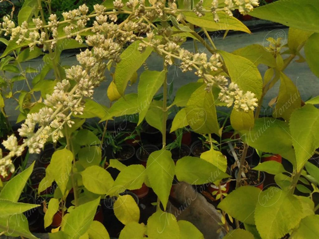 La salvia virgen - Buddleja americana -