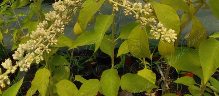 La salvia virgen - Buddleja americana -