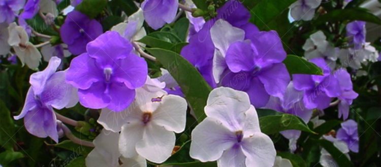 San juan - Brunfelsia pauciflora