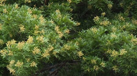 sapindacea sapindacea