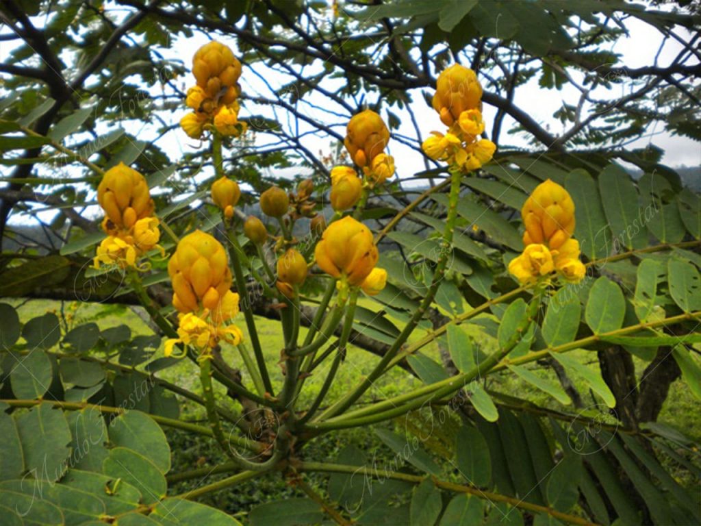 Saragundí - Senna reticulata -
