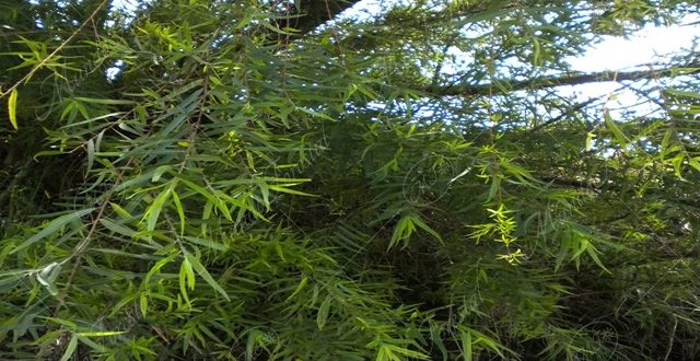 Sauce -Salix chilensis-