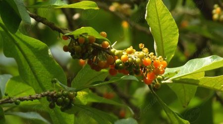 solanacea solanacea
