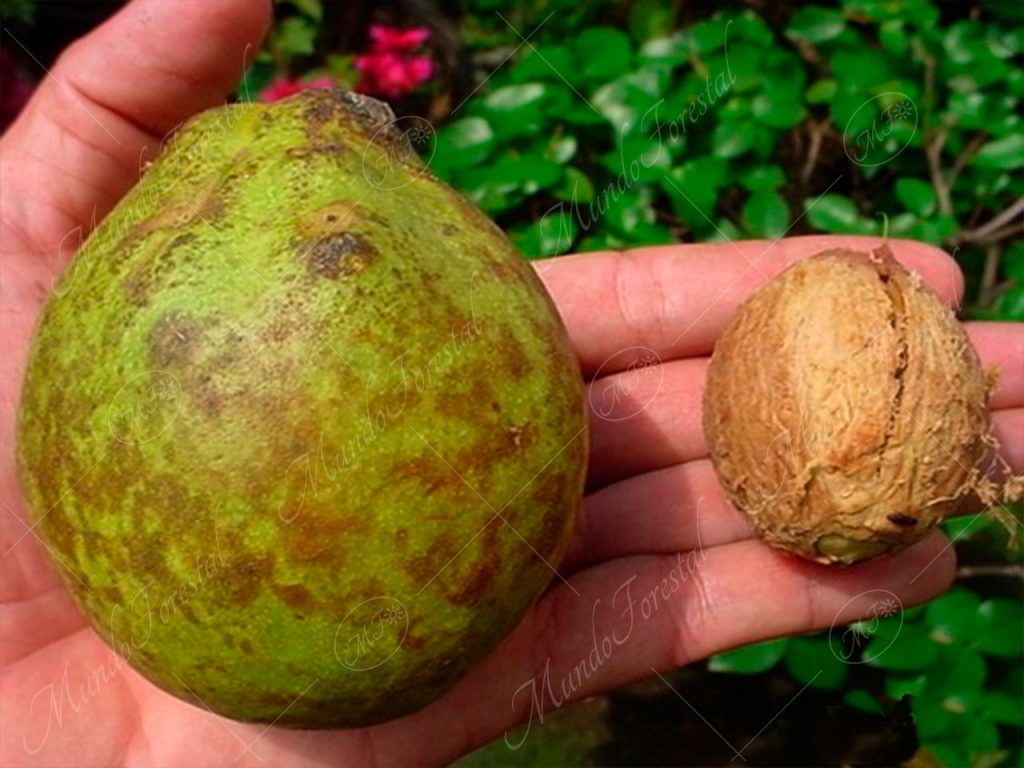 Sonsapote