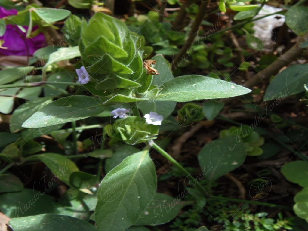 Sornia - Blechum pyramidatum  -