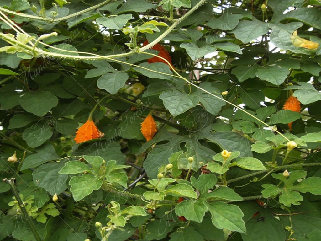 El sorosí o cunde amor - Momordica charantia -