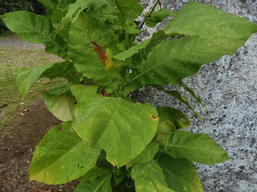 El tabaco - Nicotiana tabacum -