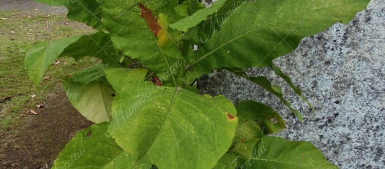 El tabaco - Nicotiana tabacum -