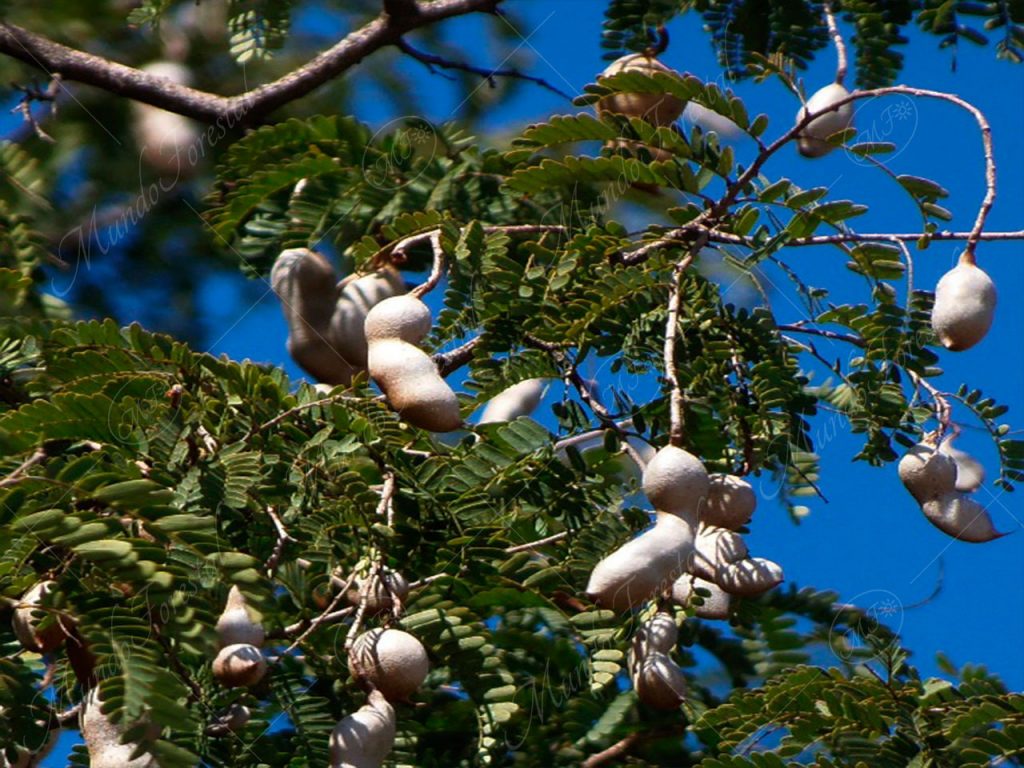 tamarindo - Tamarindus indica -