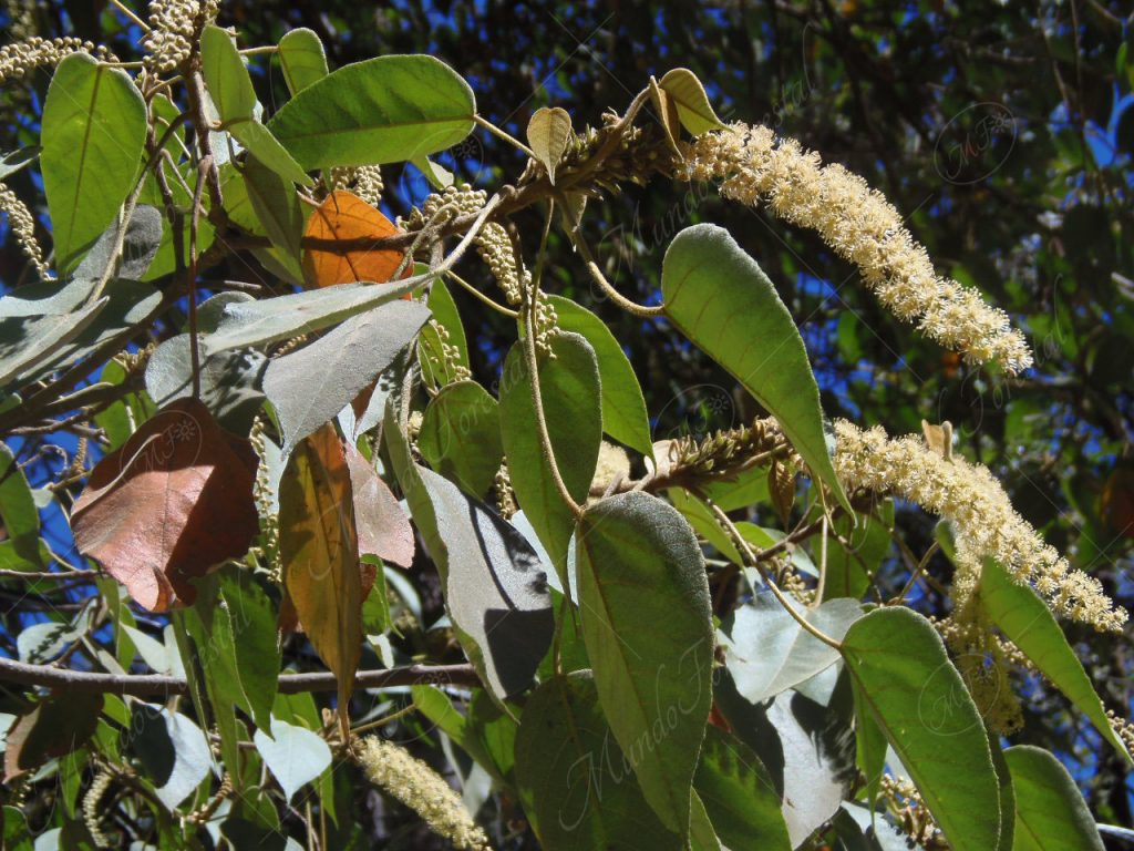 Targuá - Croton gossypiifolius