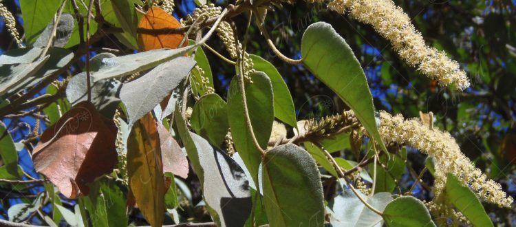 Targuá - Croton gossypiifolius