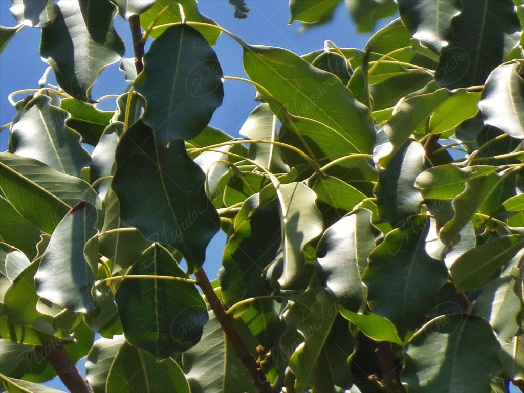 El tempisque - Sideroxylon capiri -