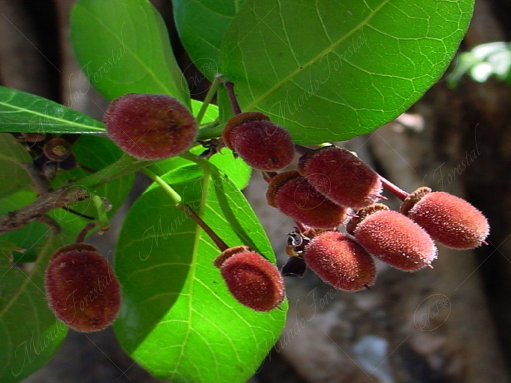 Terciopelo o pica pica - Sloanea terniflora -