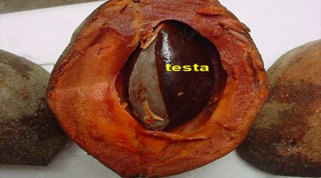 testa testa