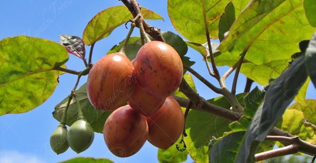 El tomate de árbol - Cyphomandra betacea -