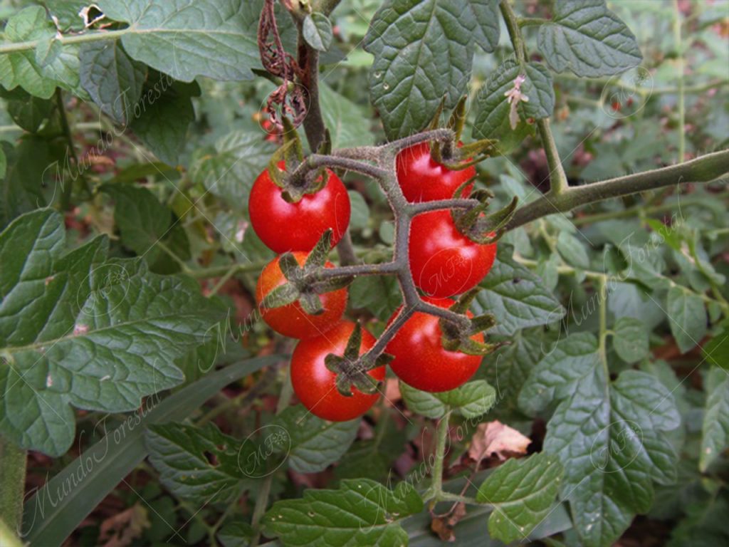 Tomate de gallina o tomatito de monte