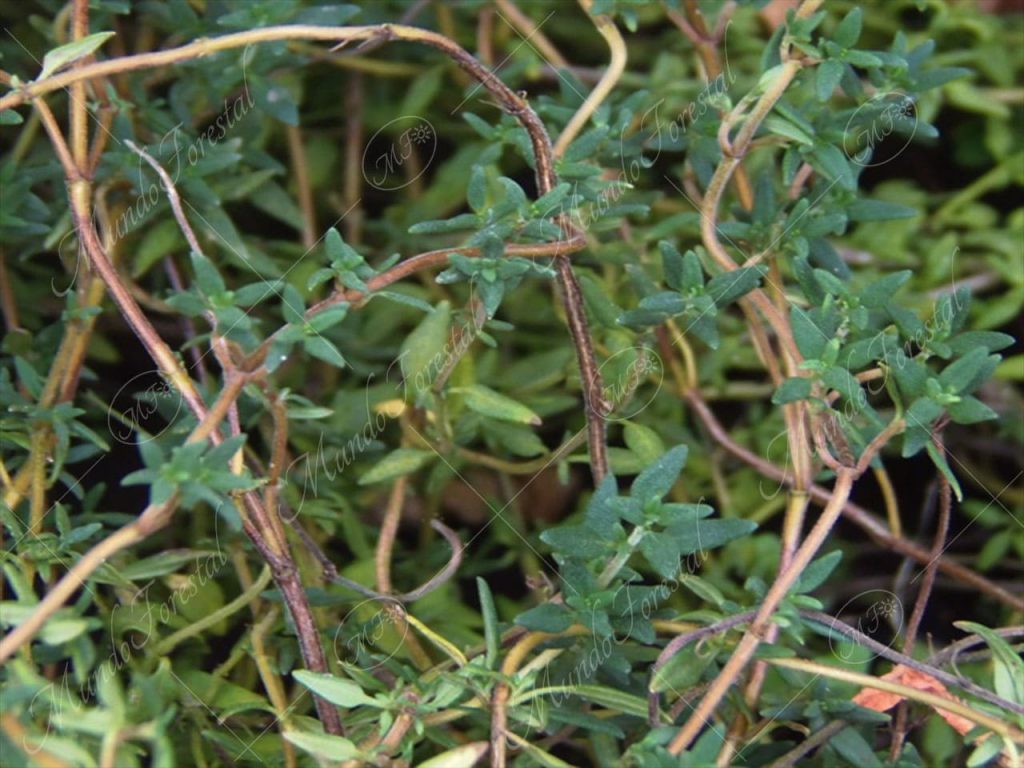 El tomillo - Thymus vulgaris -