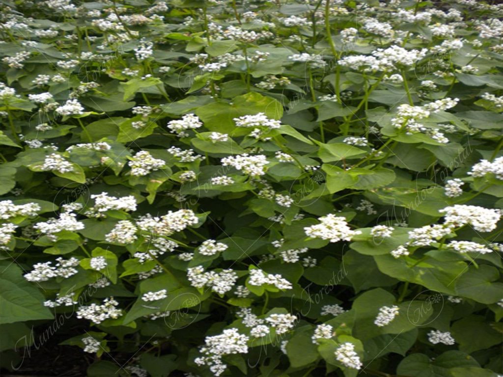 El trigo sarraceno - Fagopyrum esculentum -