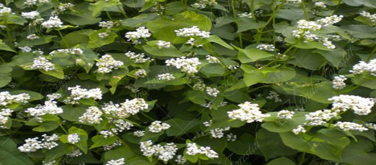 El trigo sarraceno - Fagopyrum esculentum -