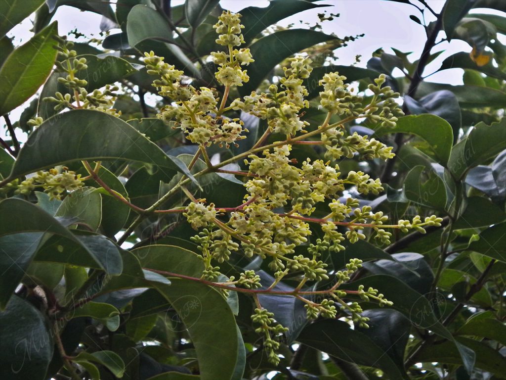 Trueno - Ligustrum lucidum
