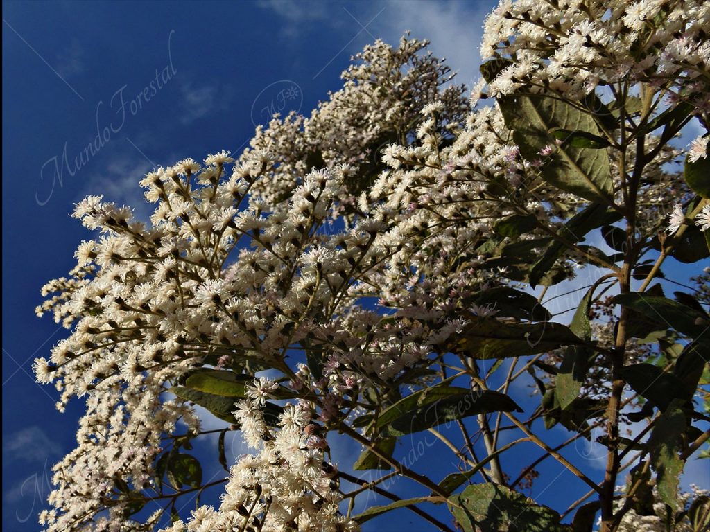 Tuete - Vernonia patens -