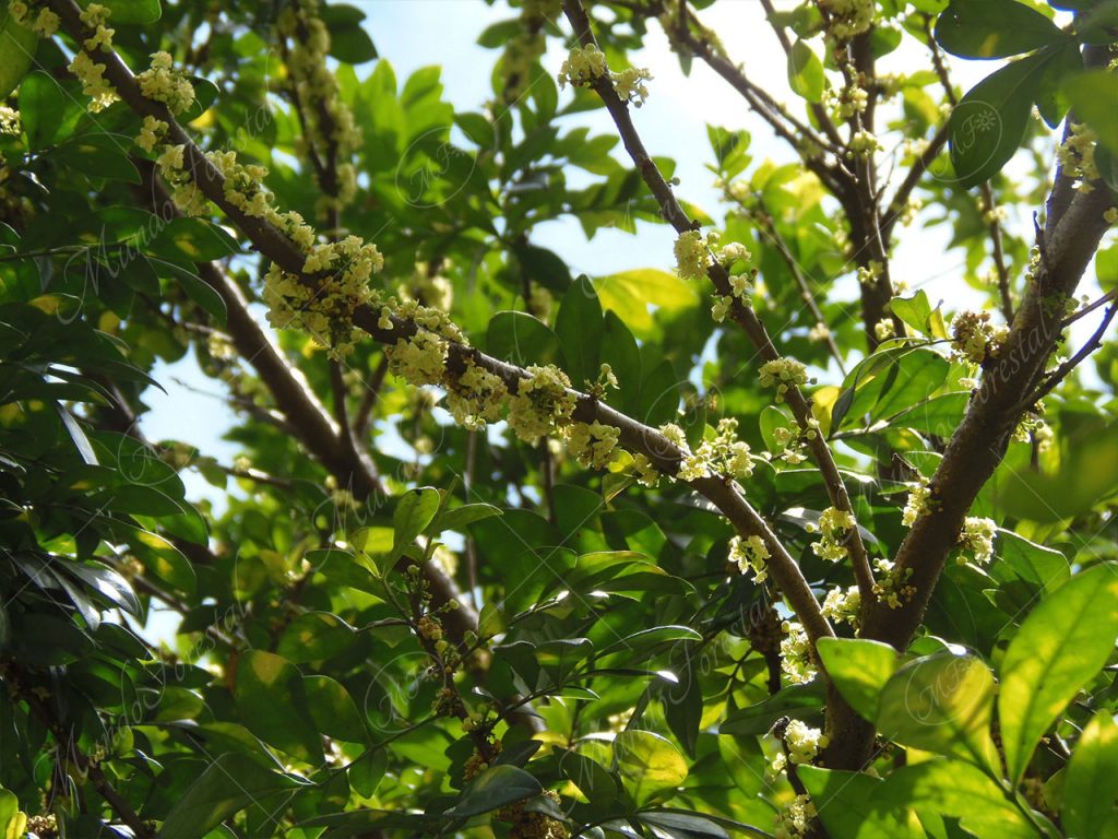 Uruca - Trichilia glabra -
