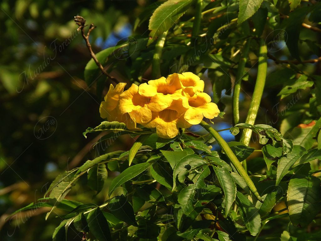 Vainillo