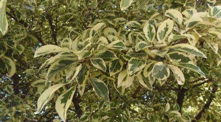 variegada variegada