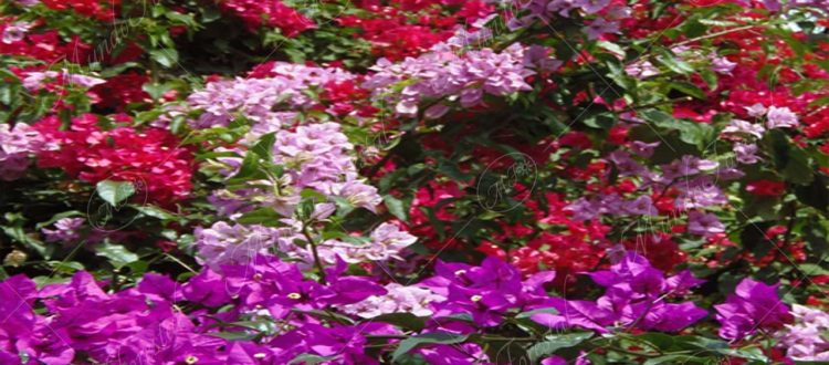 La veranera - Bougainvillea glabra -