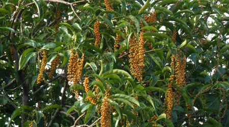 verbenacea verbenacea