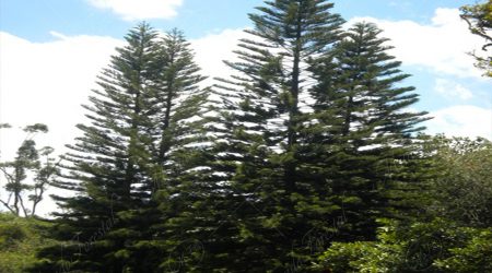 verticilo verticilo