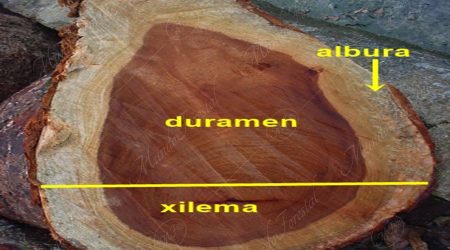 xilema xilema