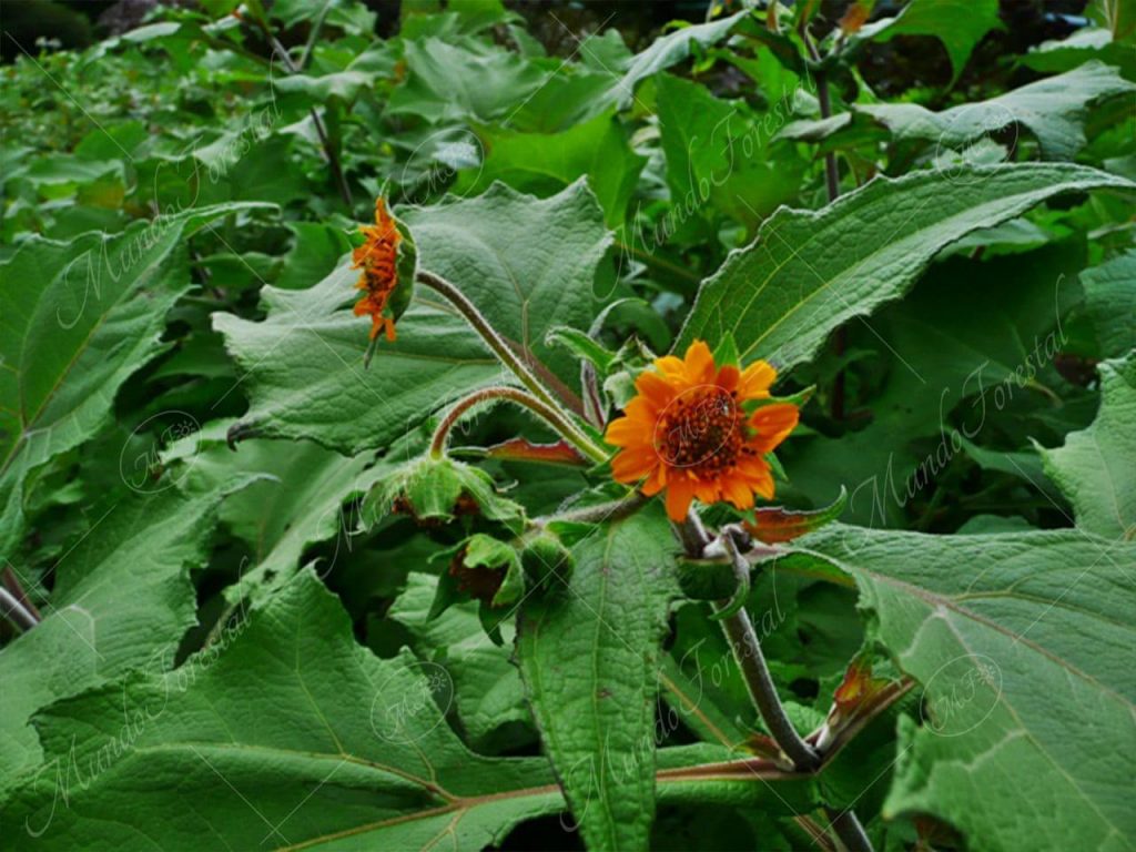 El yacón - Smallanthus sonchifolius -