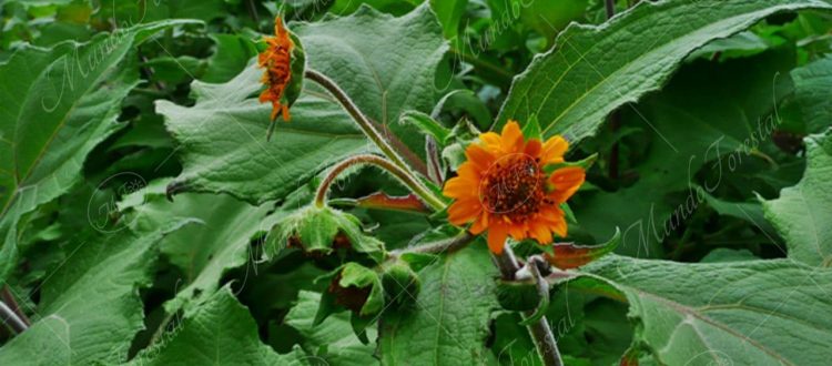 El yacón - Smallanthus sonchifolius -