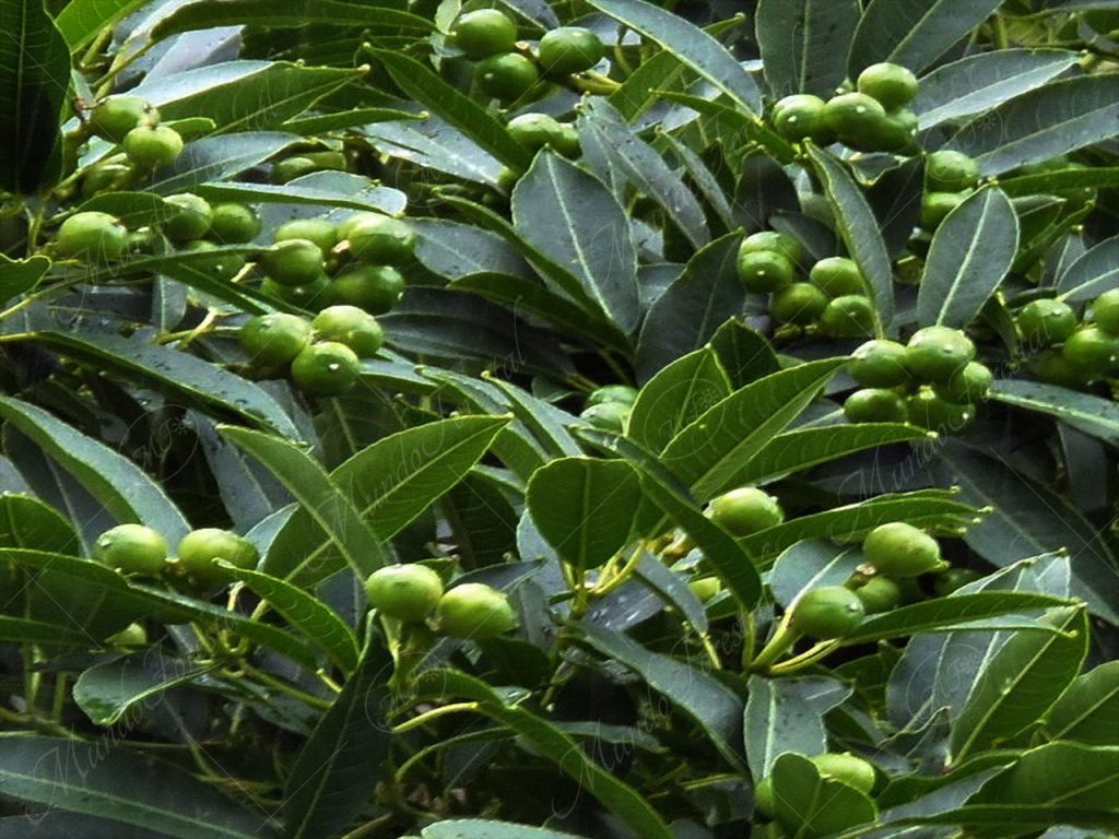 El yos - Sapium spp. -