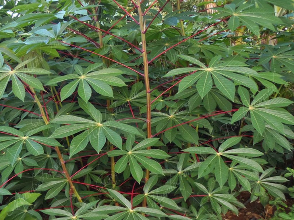 La yuca - Manihot esculenta