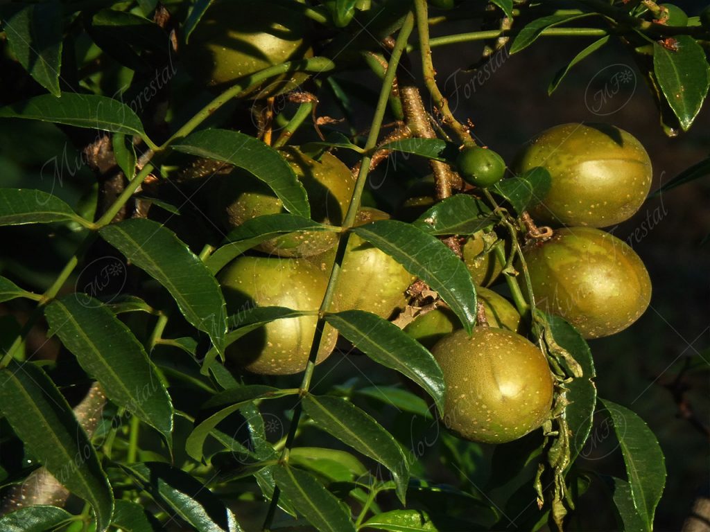 El yuplón - Spondias dulcis -
